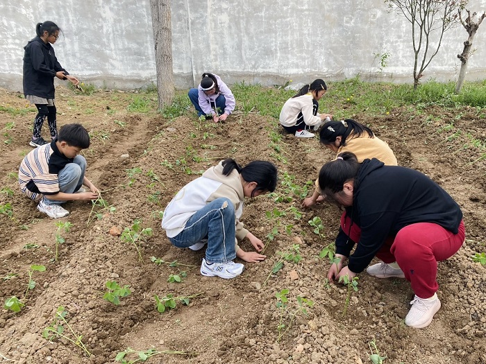 劳育于春，“瓜”香满园——马陵山镇广玉小学开展劳动实践活动